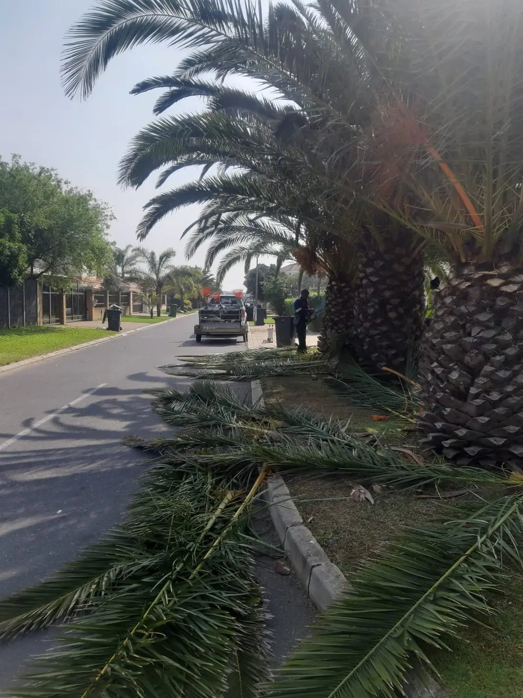 Cut palm fronds on a road verge under trimmed palms