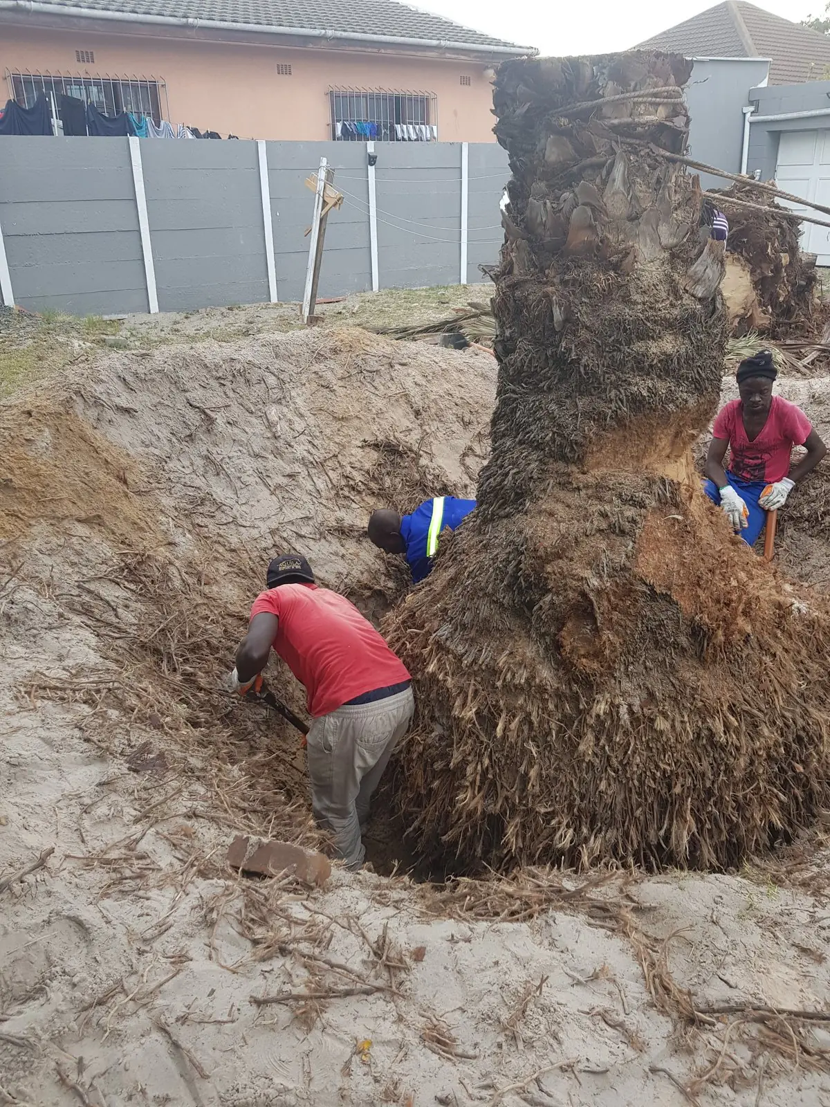 Workers digging out a palm stump