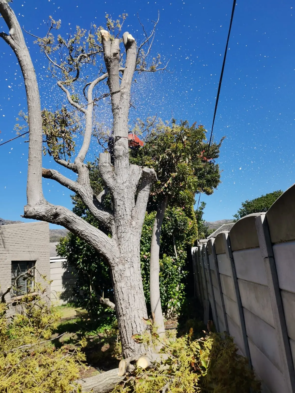 A tree being taken down in sections beside a garden wall, sawdust in the air