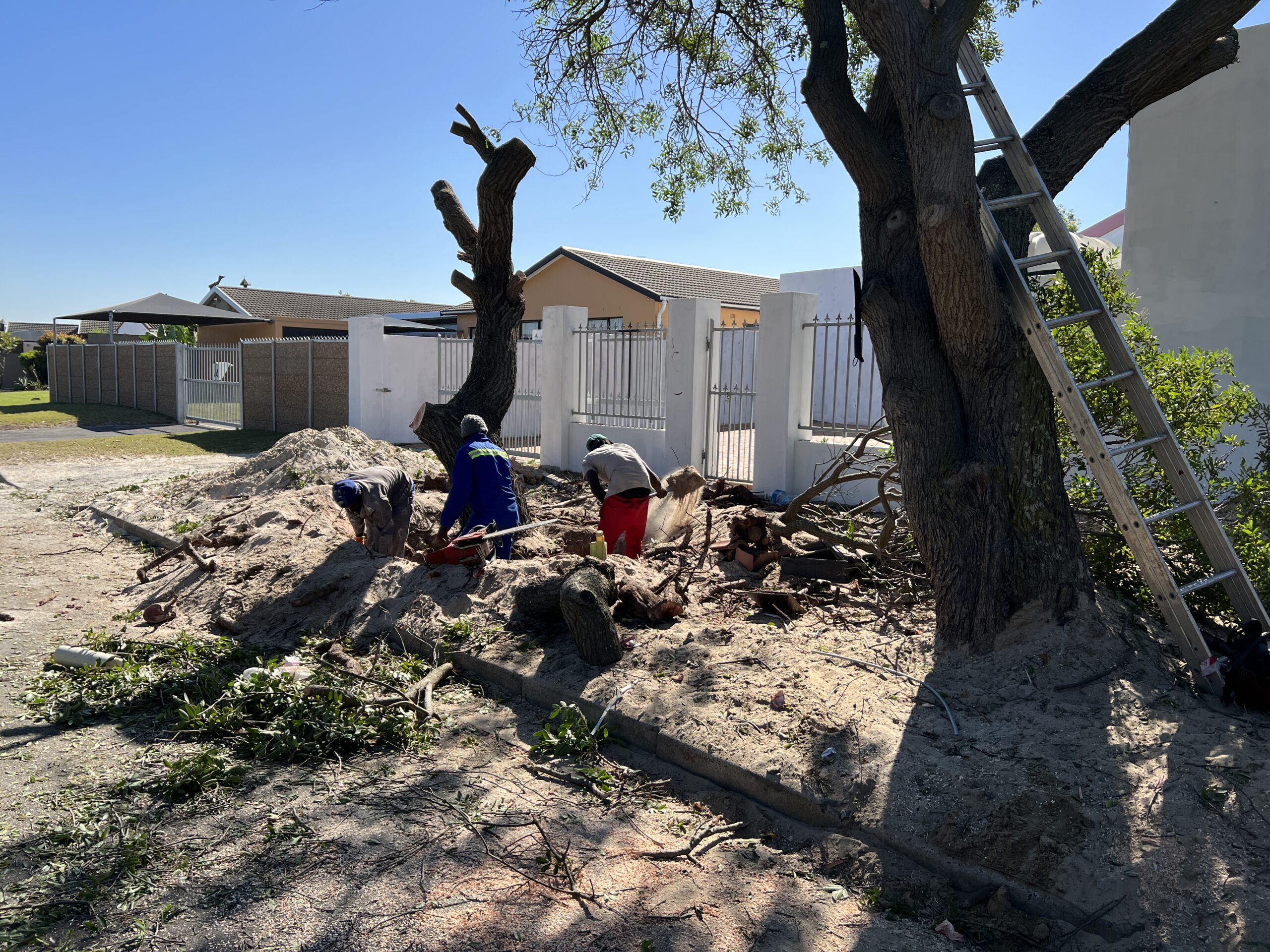 Tree Removal